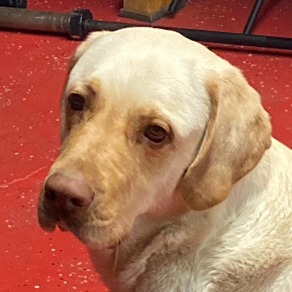 Meet your Posher, Isaac - Picture 1 of 1